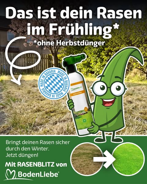 In 7 Tagen kräftig grüner Rasen