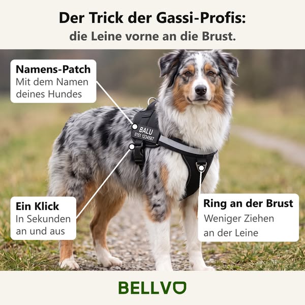 Das Anti-Zug-Geschirr, das deinen Hund zu dir umdreht