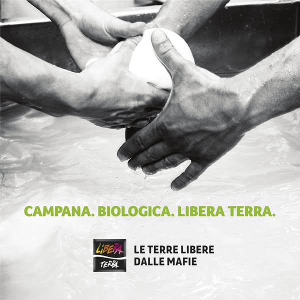 Mozzarella di Bufala Campana DOP Biologica Libera Terra