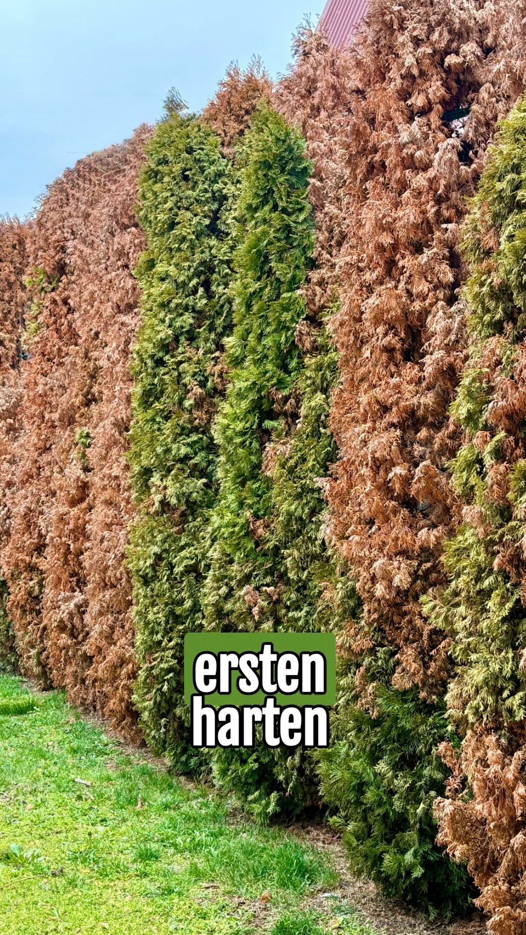 Die Wunder-Hecke – 6 für 3 Aktion
