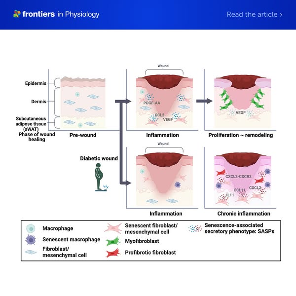 Senescent Cells and Skin Wound Healing