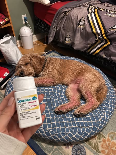 Read this if nothing is stopping your dog's itches.