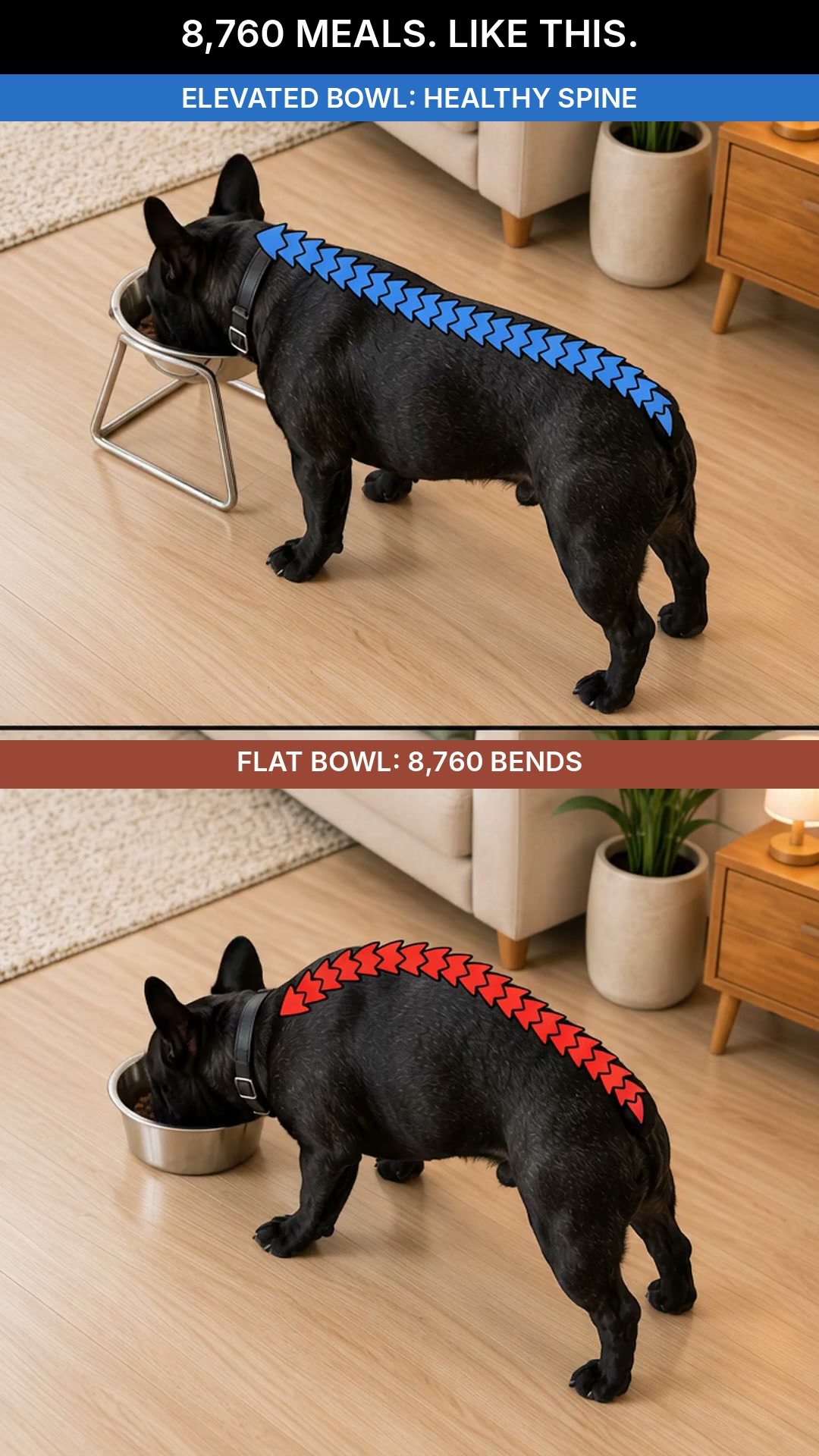 SteelPaw™ Raised Bowl