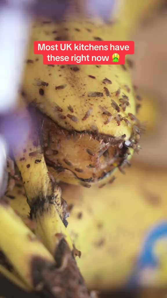 Fruit fly trap