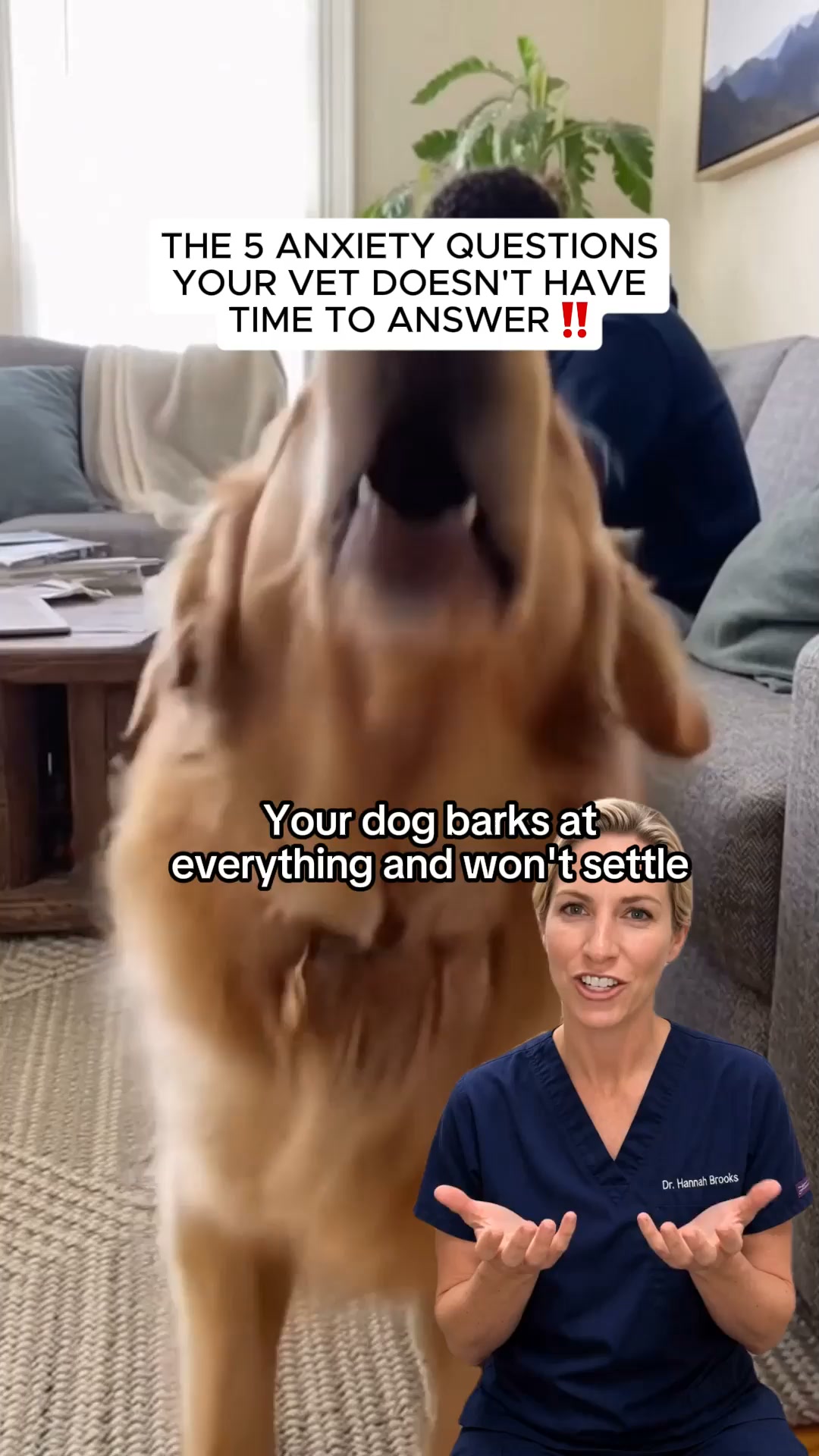 Calm your dog, keep their personality