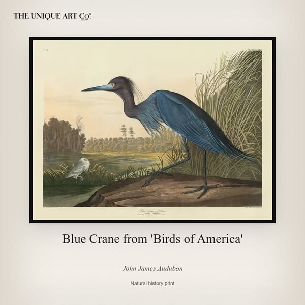 Blue Crane from 'Birds of America' by John James Audubon, 1827, 37x50in (94x127cm) / Framed art print