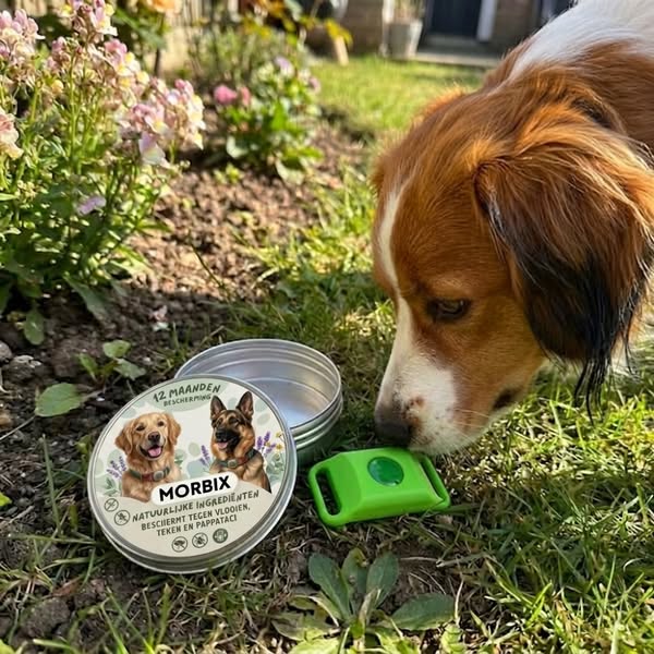 Je hond wacht nog steeds op je