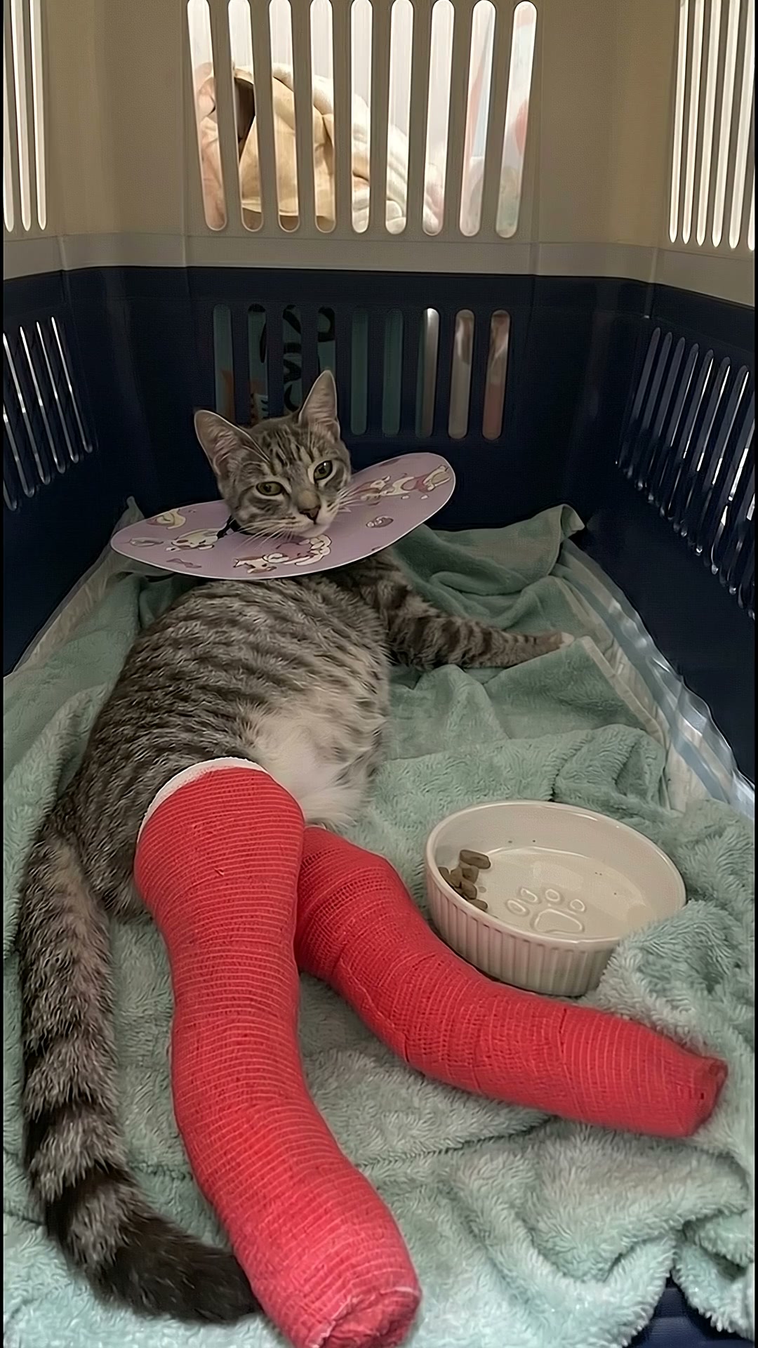 5 Clean Blood Panels. 5 Cats Gone.