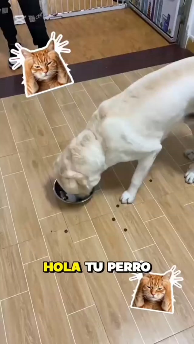 Paga al recibir en casa • Envío Gratis