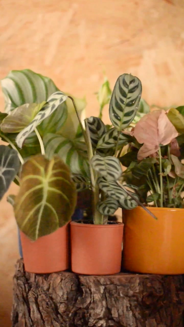 ¿Piso oscuro? Estas plantas aman la sombra