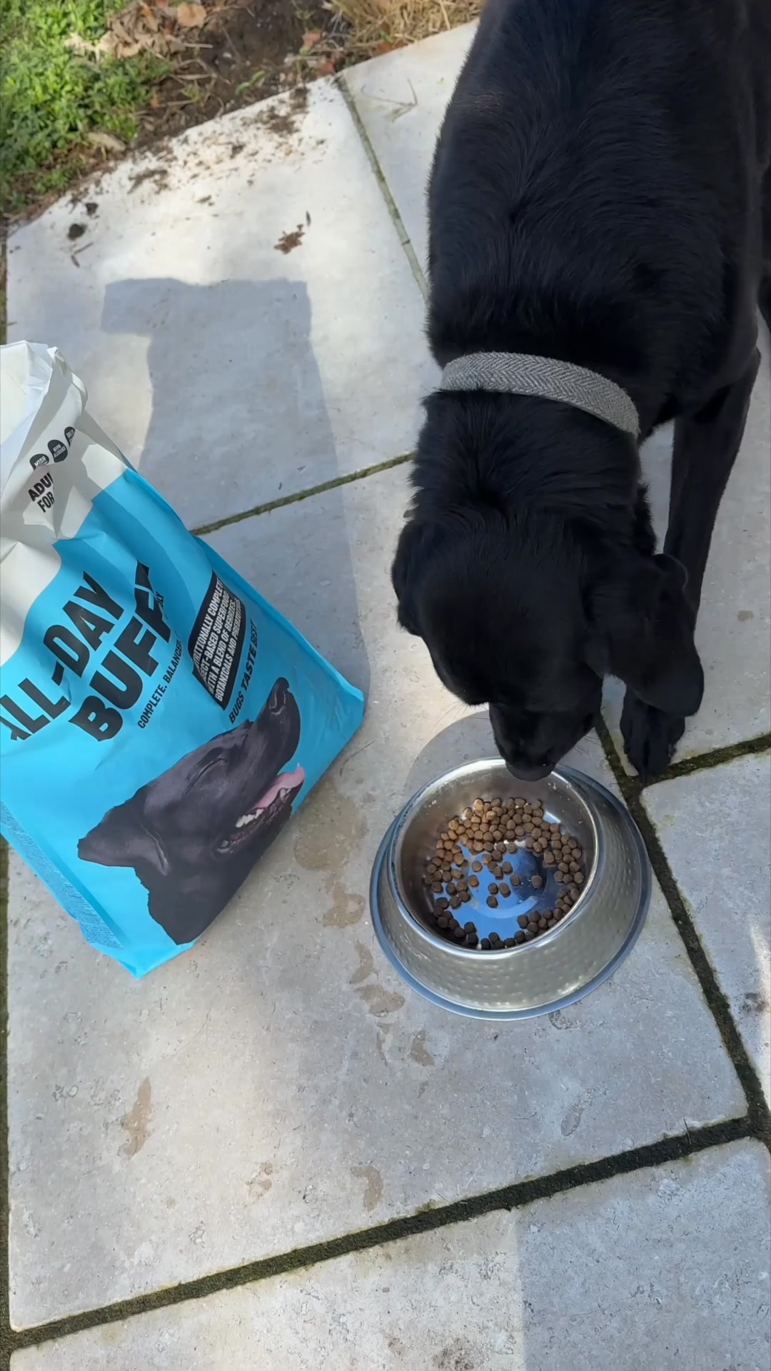 Changed the lives of 3,000+ dogs