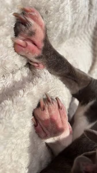 My dog wasn't allergic. Something was living in his gut.
