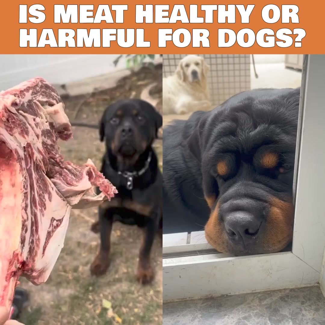 Beef vs Steak - is there even a difference?
