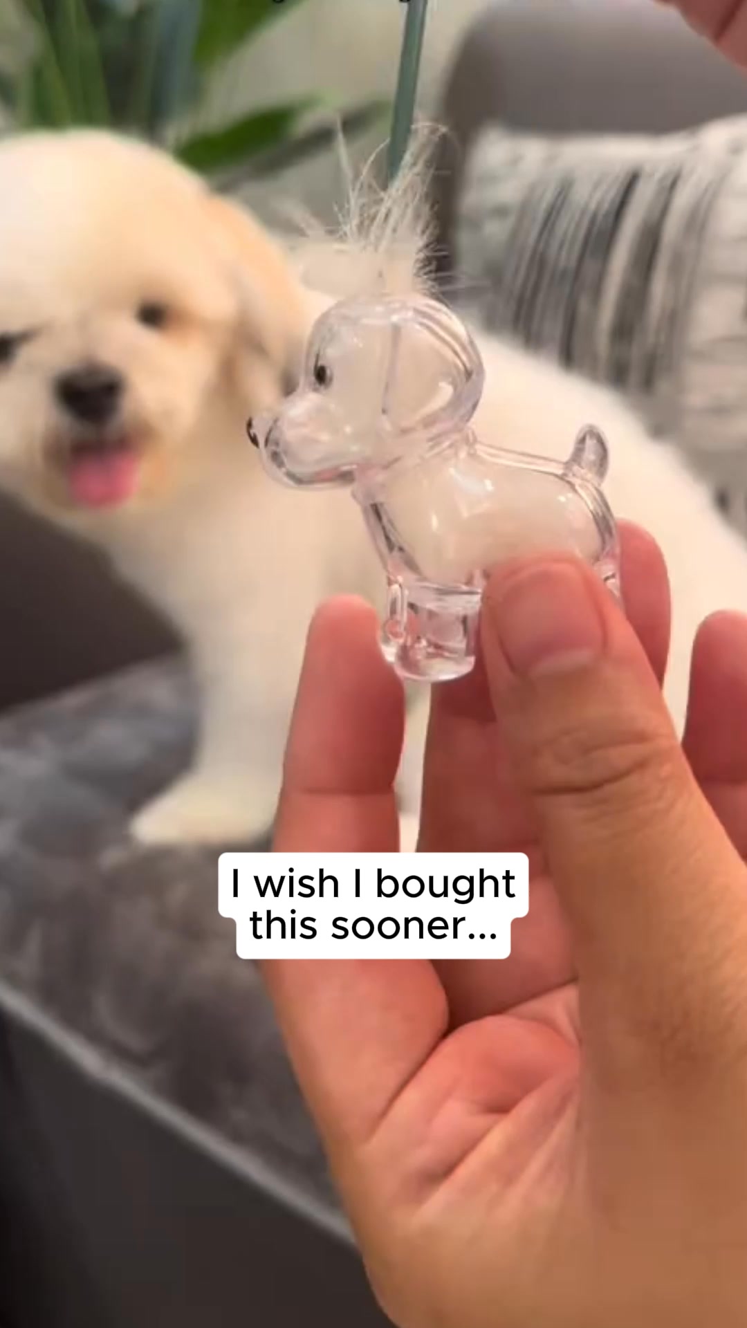 #1 Pet Memory