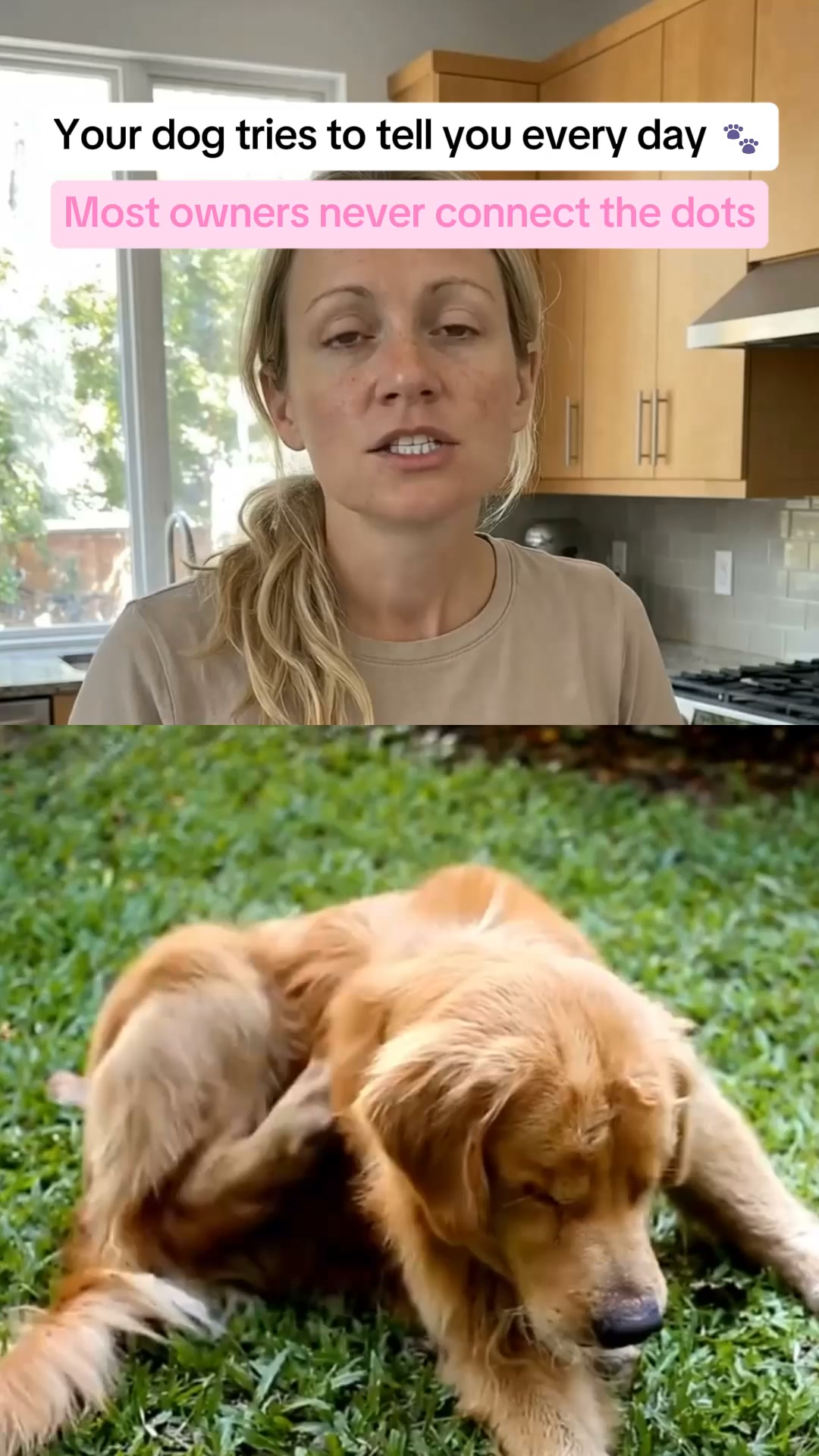 Give Your Dog a Bug-Free Life
