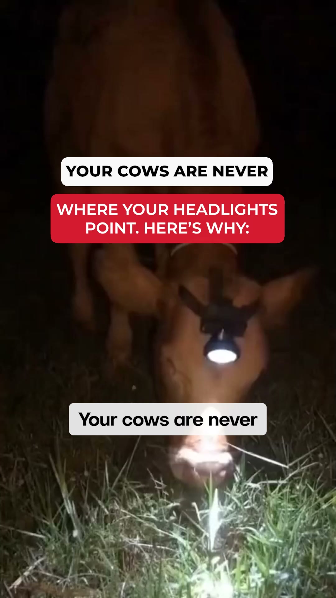 Check Every Cow From Your Seat