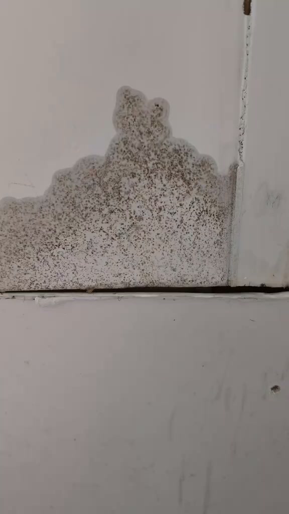 Rolls Straight Over Mould Stains