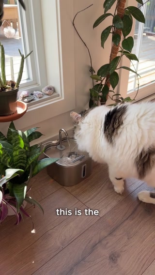 The Most Common Cat Parent Mistake!