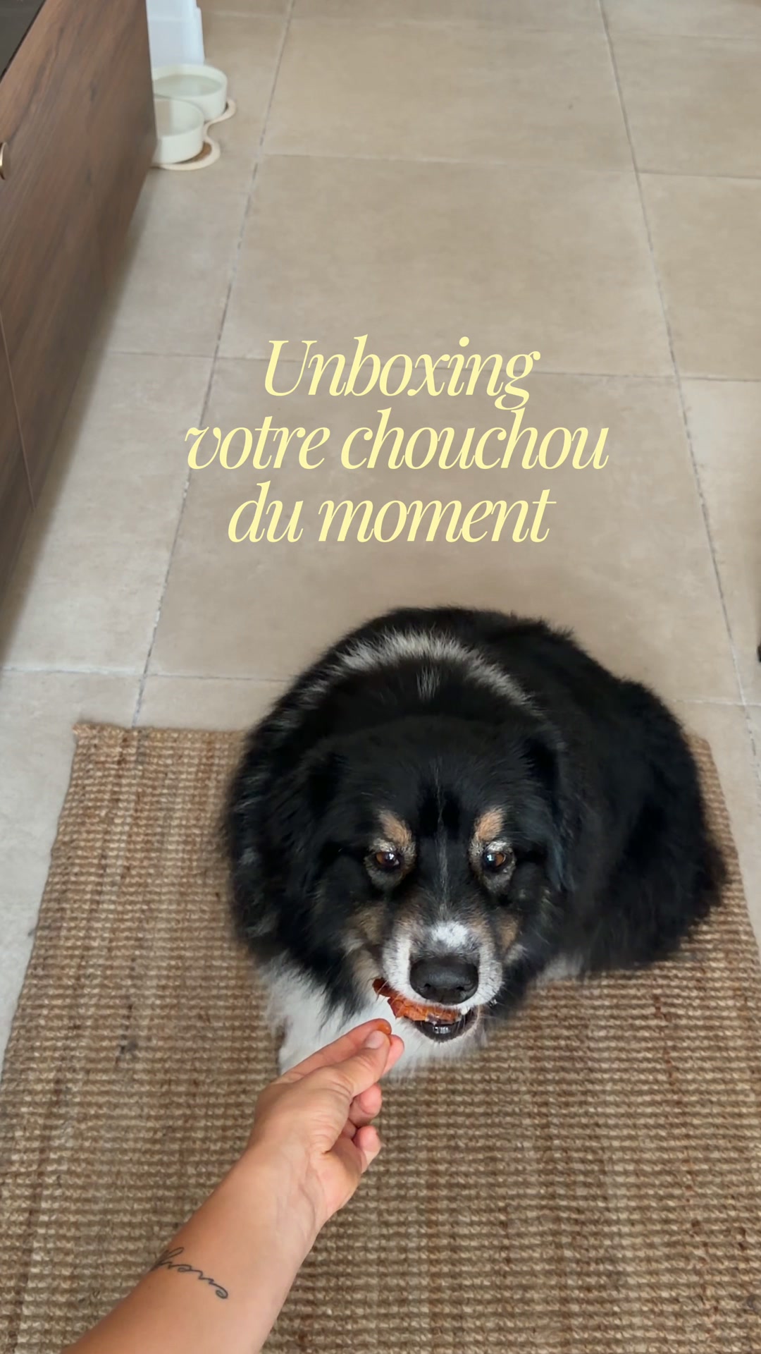 Les chiens adorent
