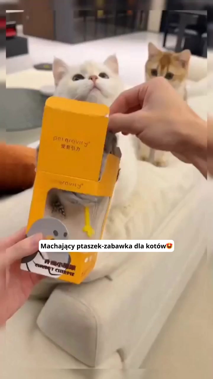 Koty po prostu to uwielbiają!
