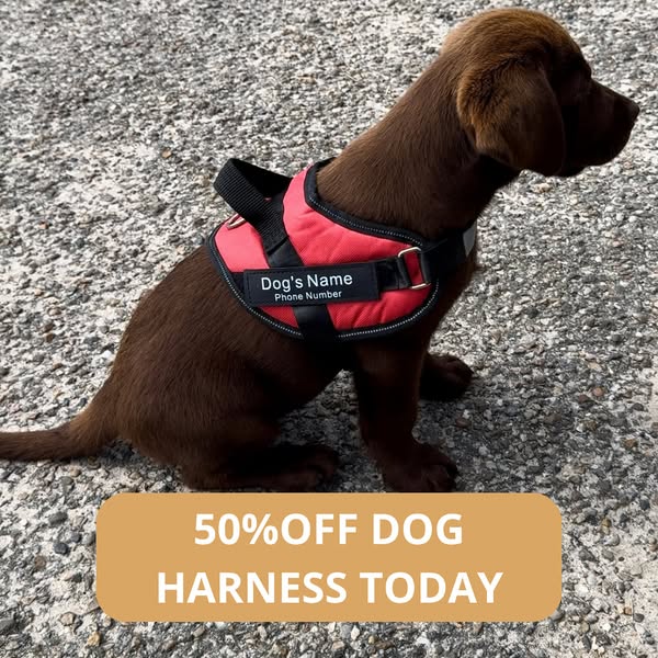 10%OFF Code : DOG10