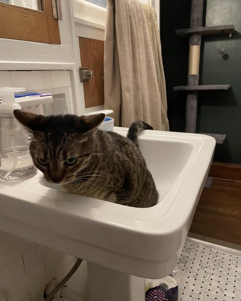 Get Rid of the Cat Pee Smell In Your Home (MUST READ)
