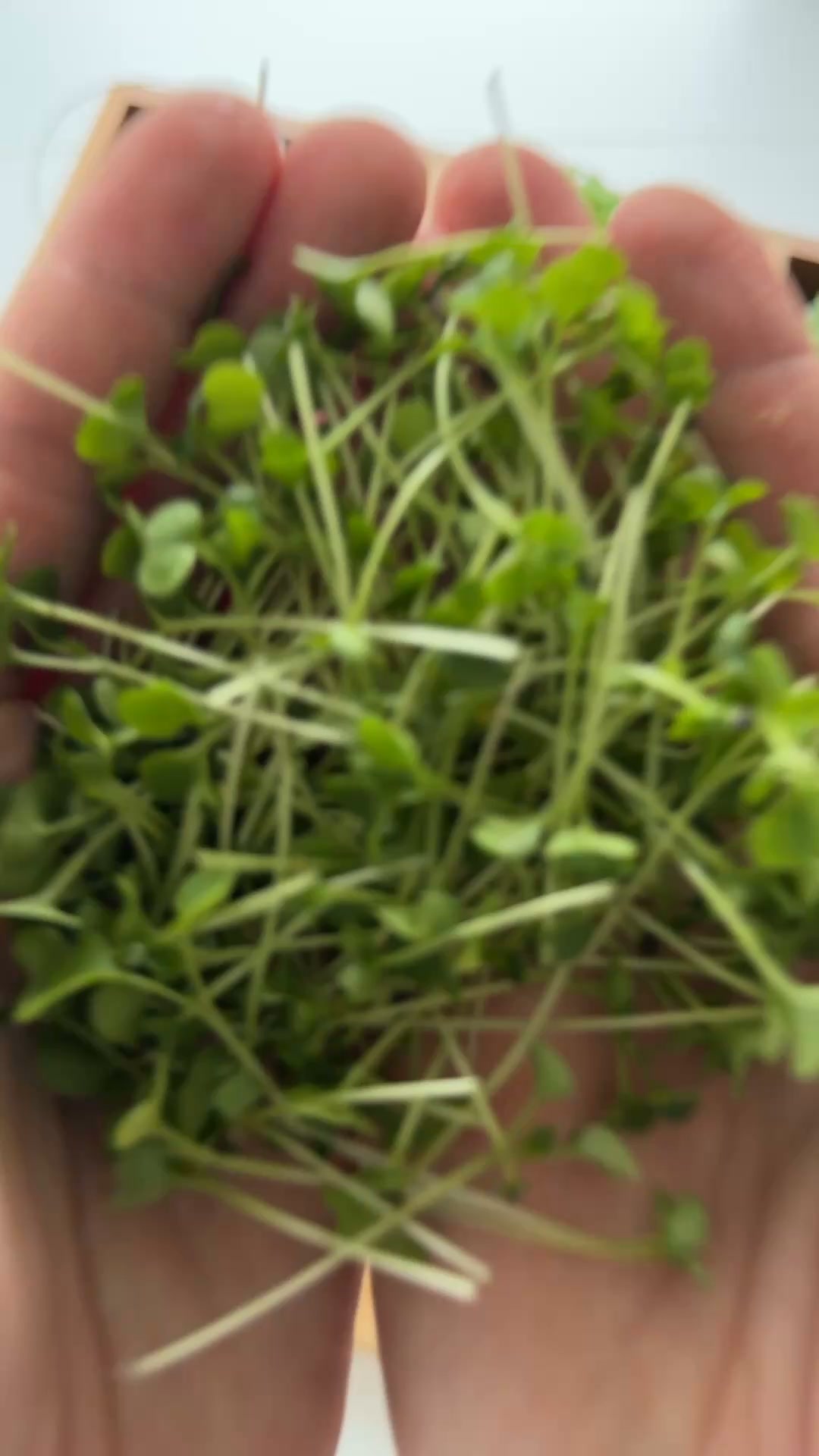 Microgreens-säsongen är igång!