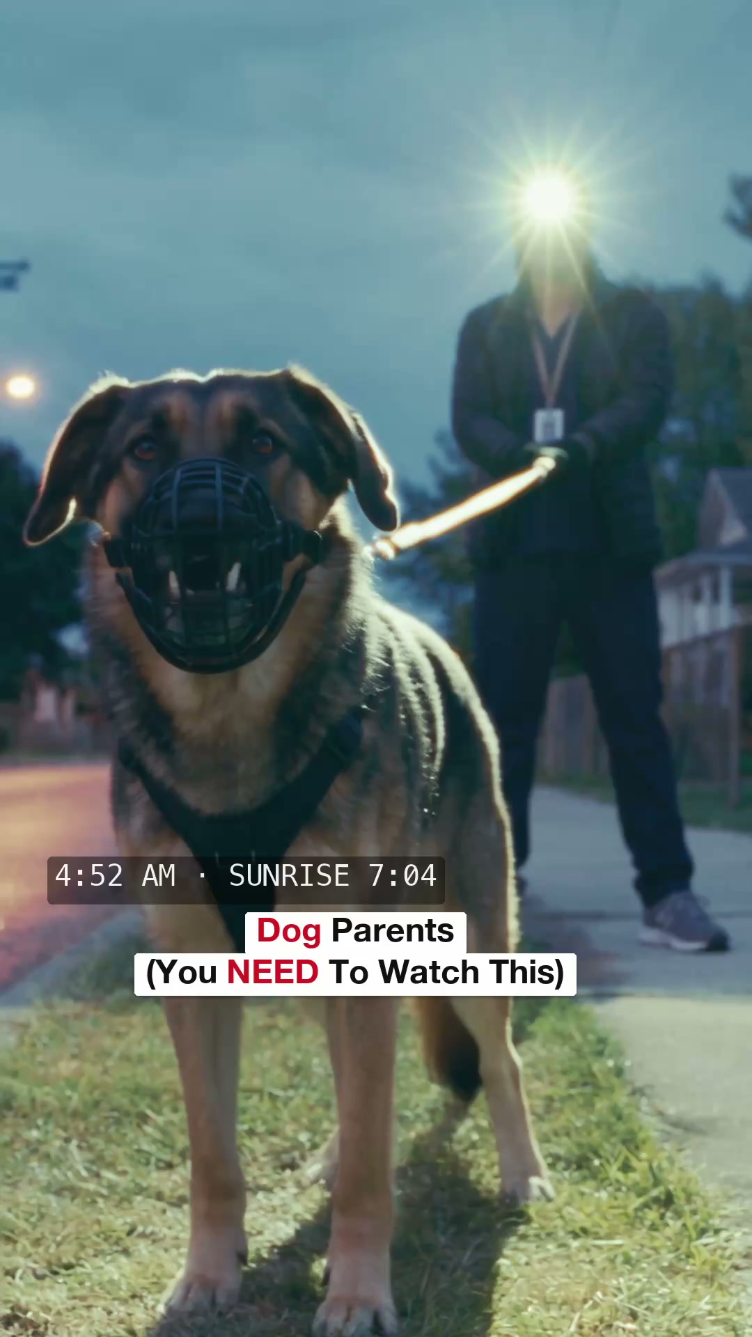 Why I Walked My Dog Before Sunrise
