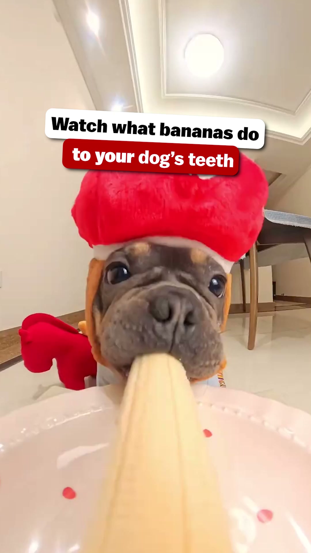 Easiest Routine for Cleaner Dog Teeth