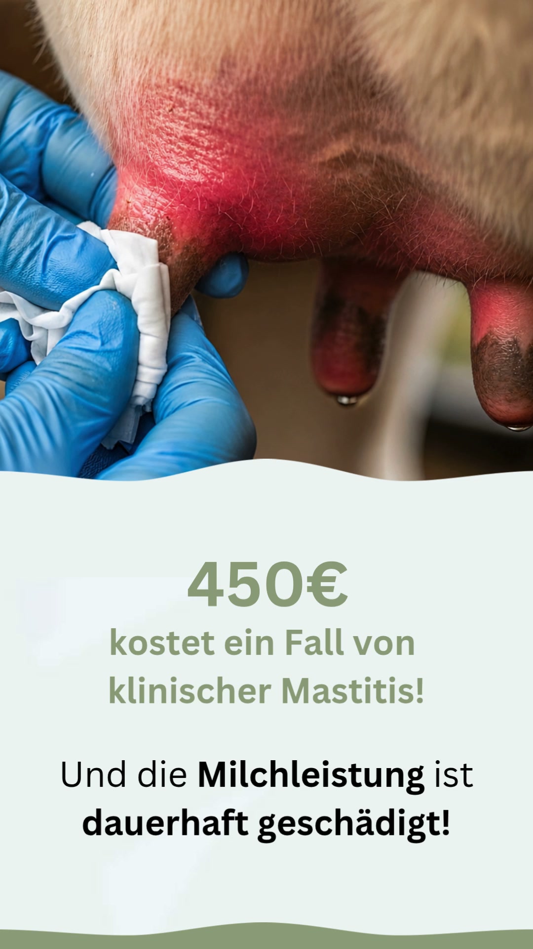 Mastitis früh kühlen & Milchleistung schützen