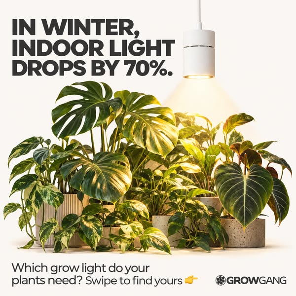 Grow Gang