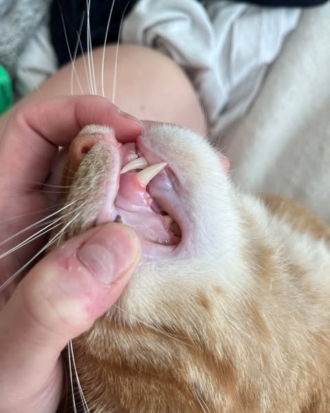 Oliver's Paws Felt Like Ice. He Died 2 Weeks Later