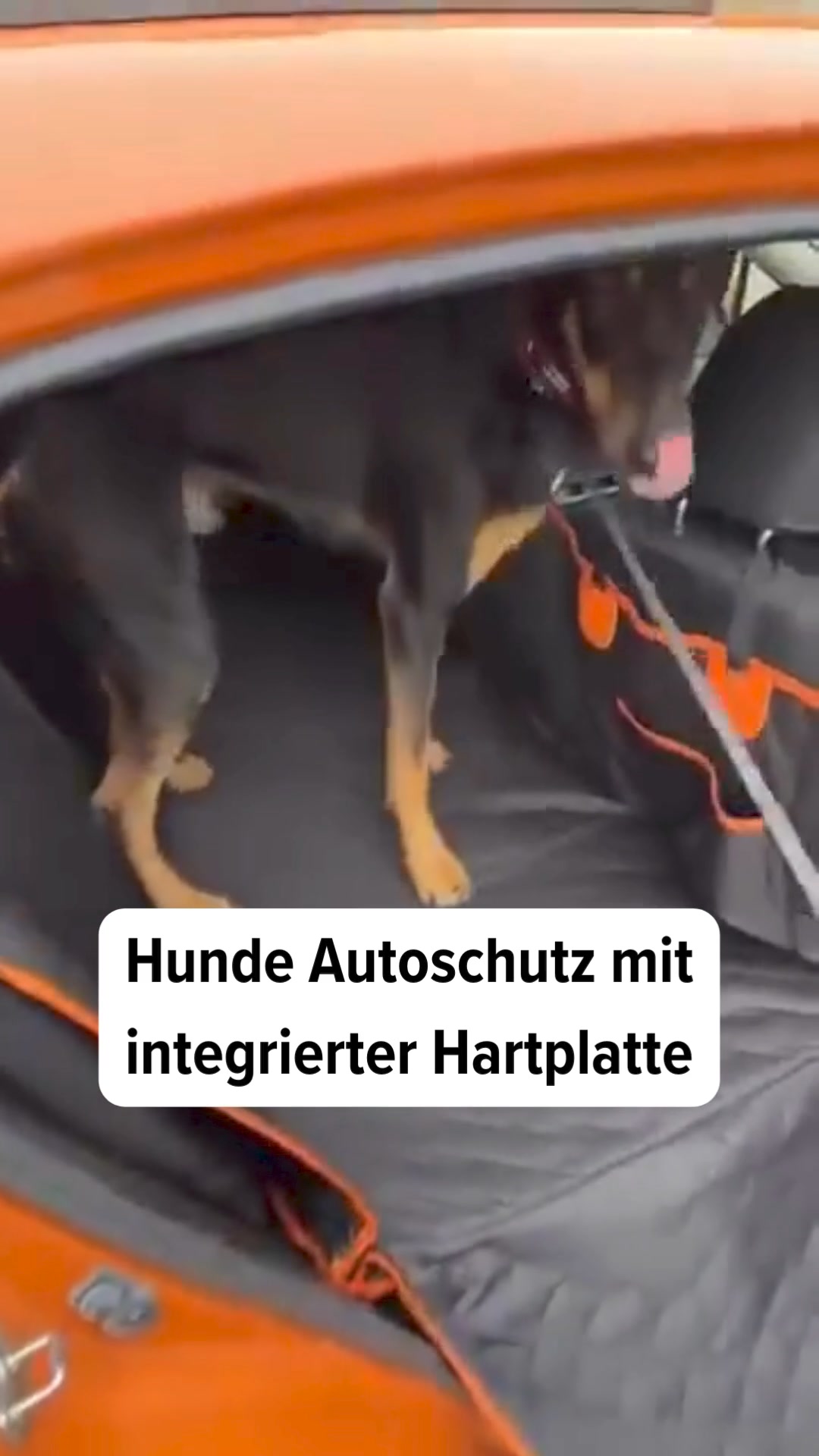 #1 Hunde Autoschutz