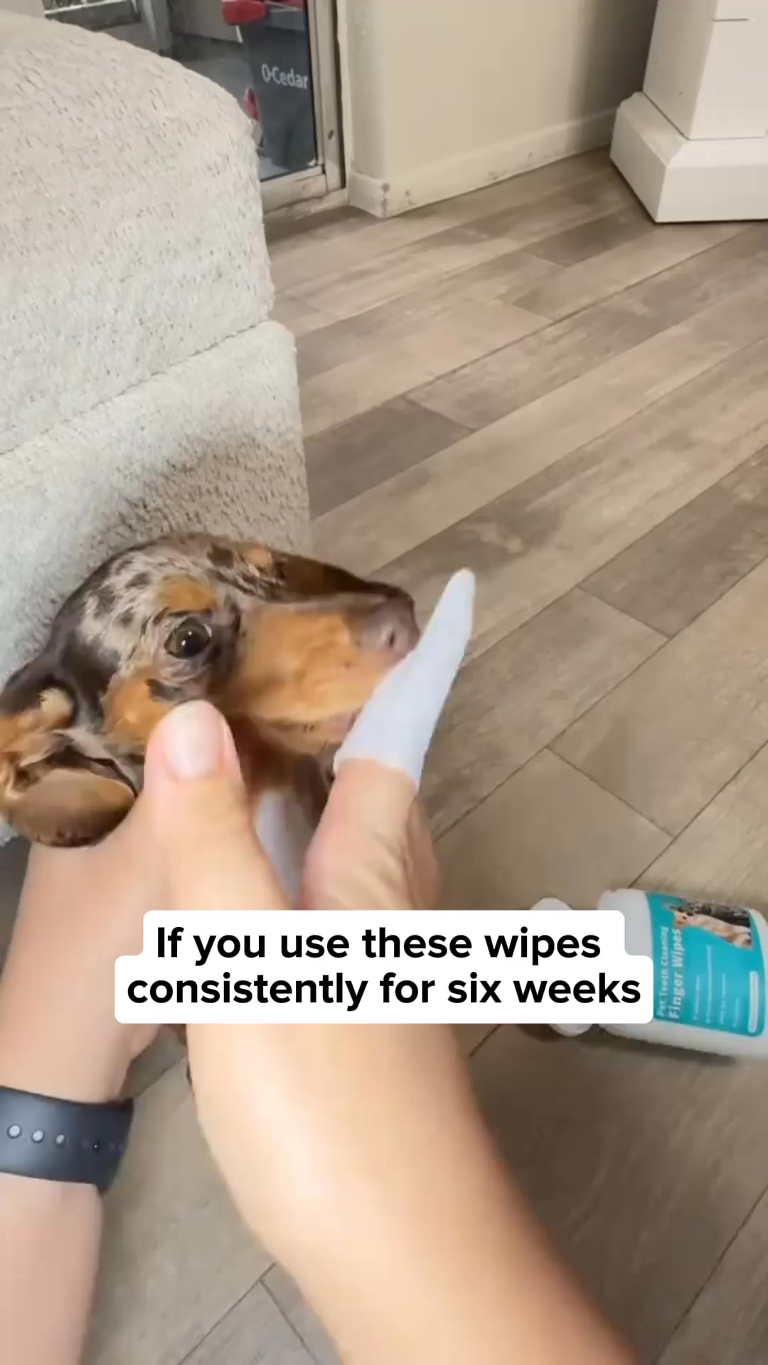 Clean your dog's teeth in 30 seconds without brushing