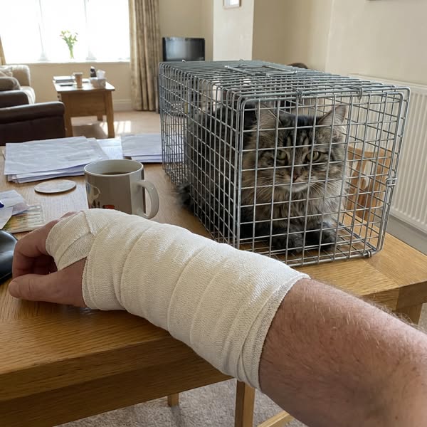 My Cat Attacked Me. I Couldn't Figure Out Why.