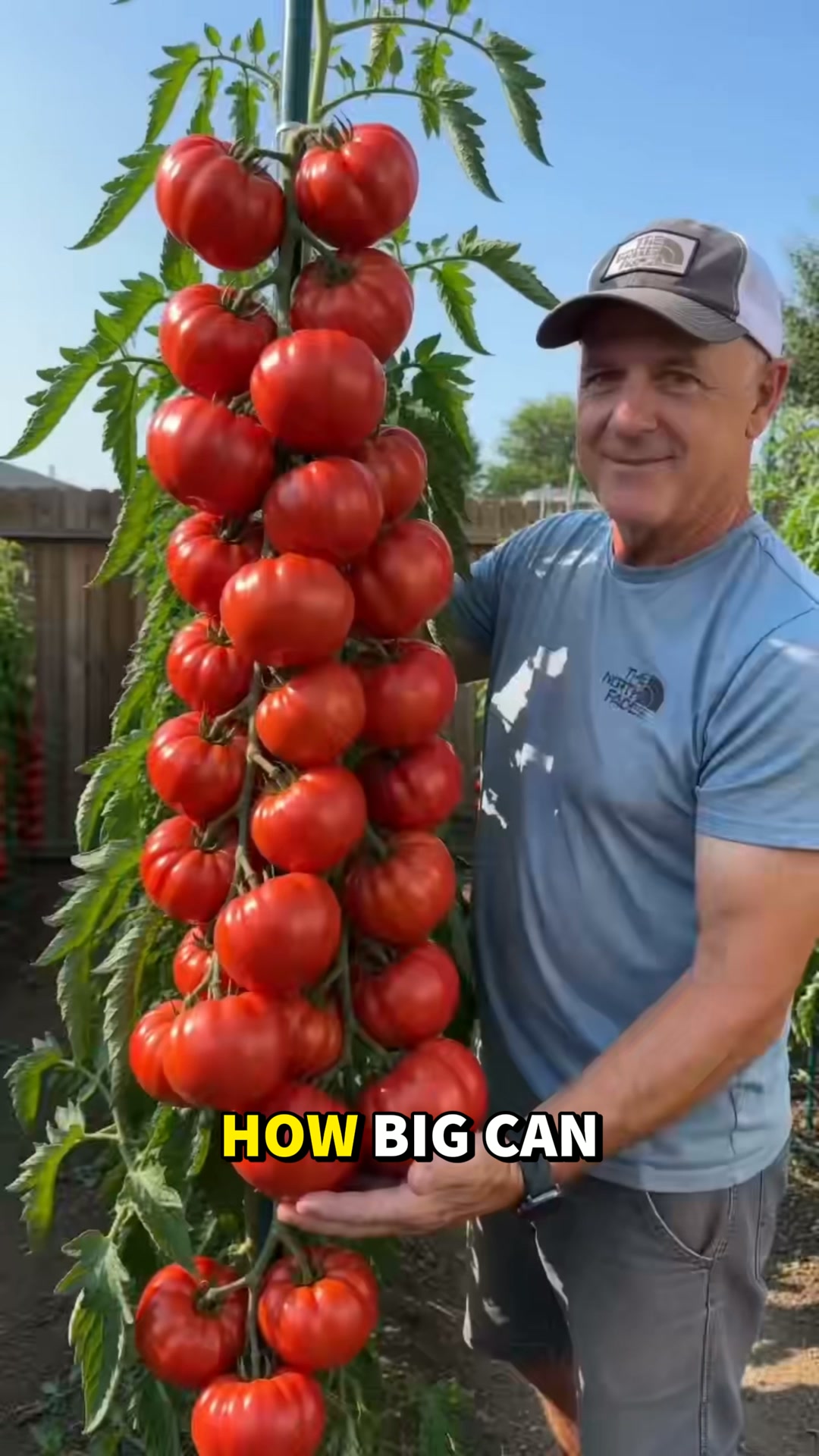 �Giant Vineman Tomato