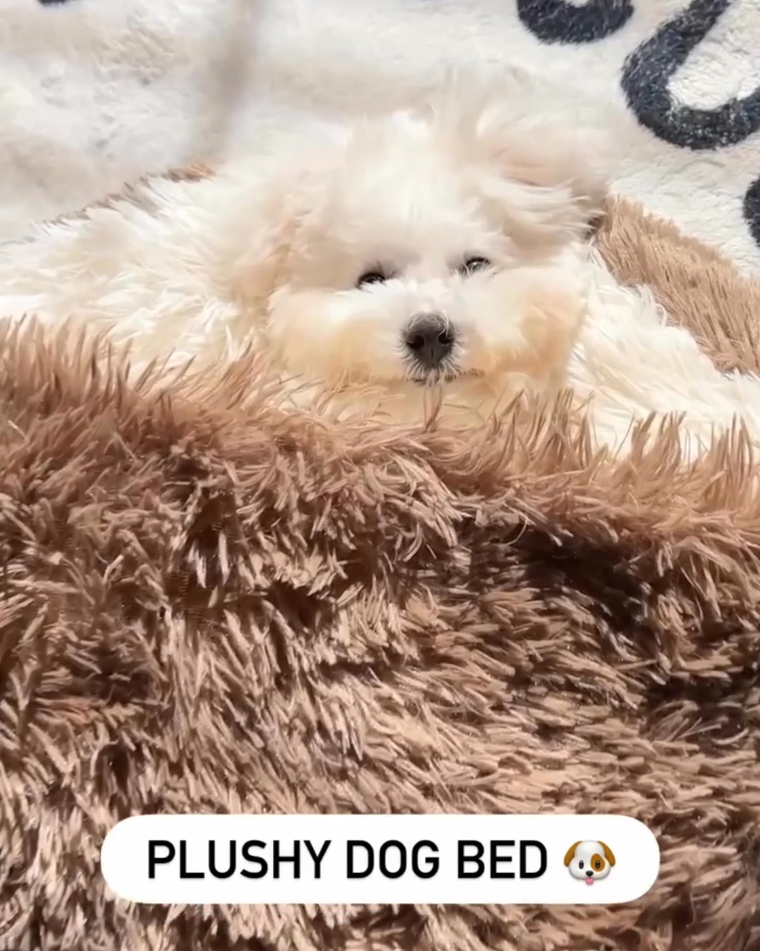 Give Your Dog an Extra 5 Years!