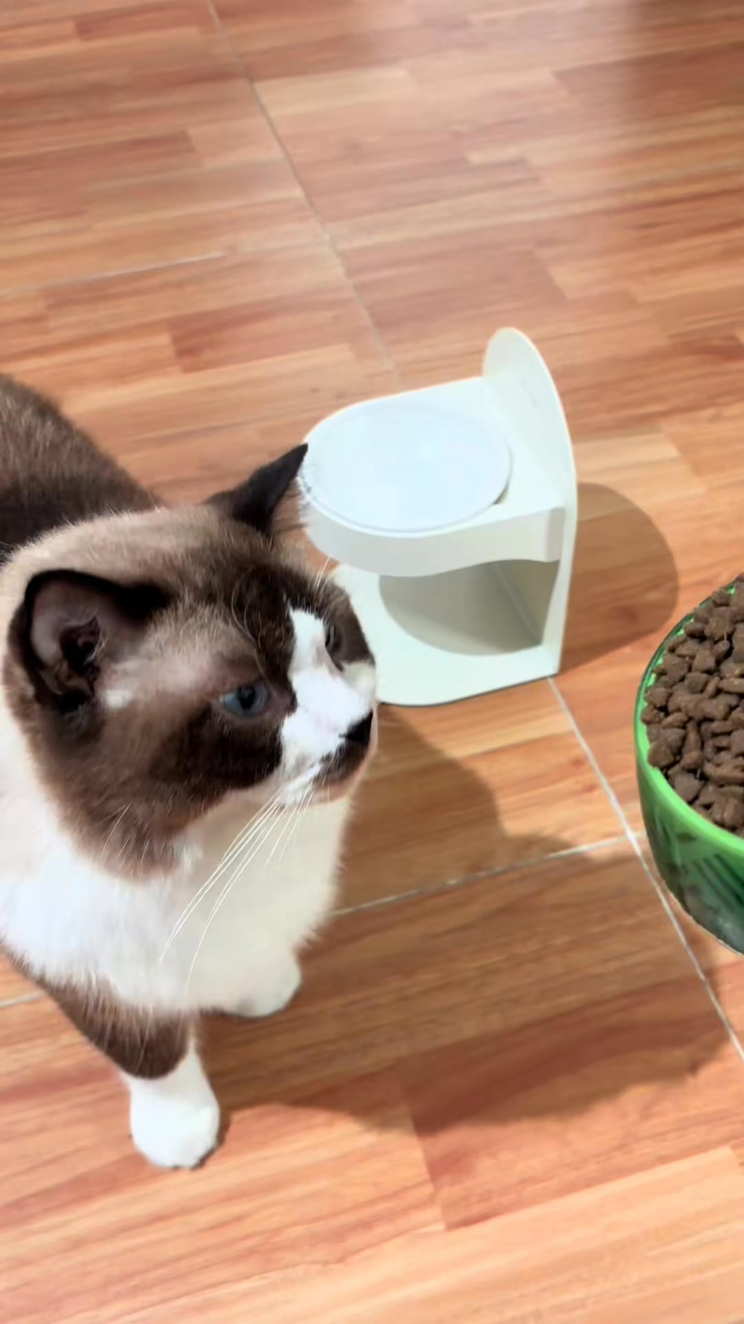 30% Korting – Kat Happy