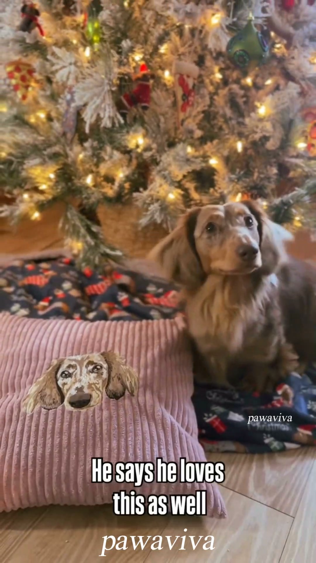 Cuddle Up with Your Pet