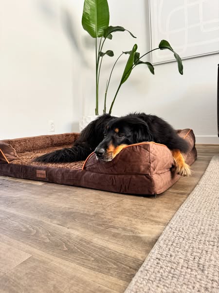 Grote hond? Bescherm zijn gewrichten
