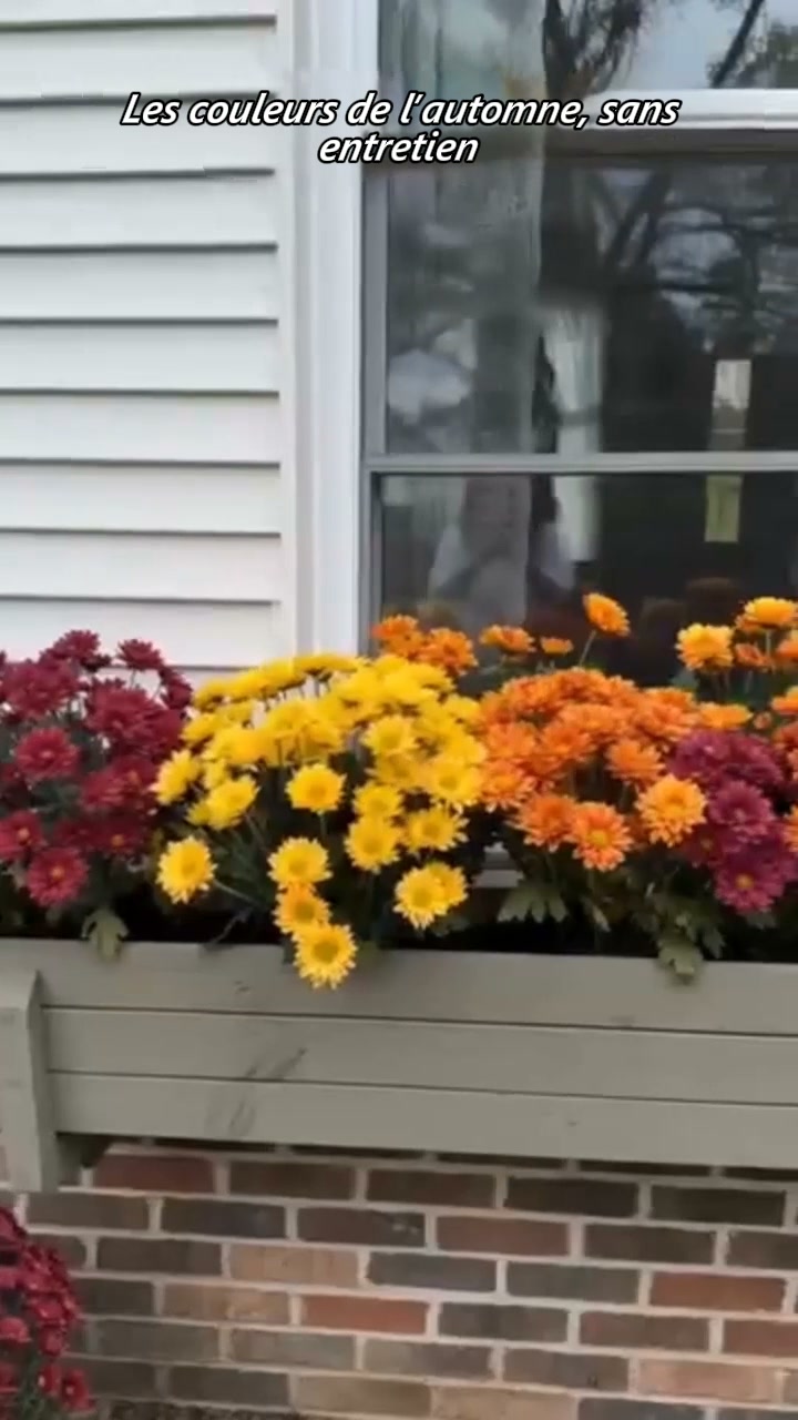 Un Automne Fleuri Sans Entretien!