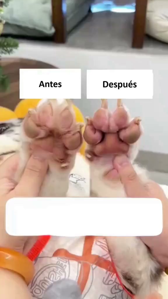 Anúncio de Gohomelyoo shop
