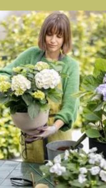 How To Get The Most Out Of Your Hydrangeas