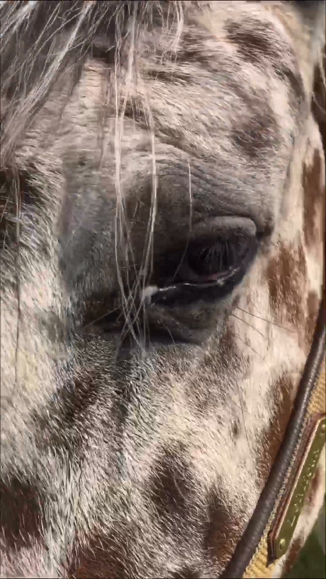 Anúncio de Contact Saddlery