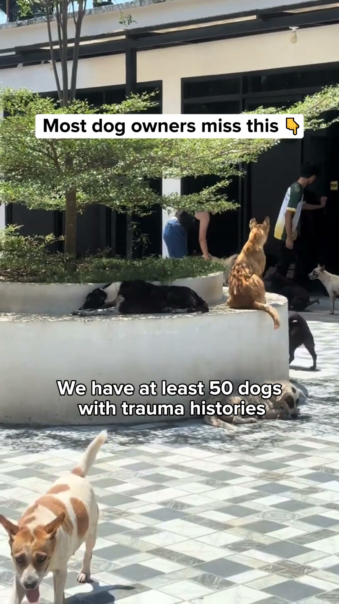 This is causing your dog's anxiety..