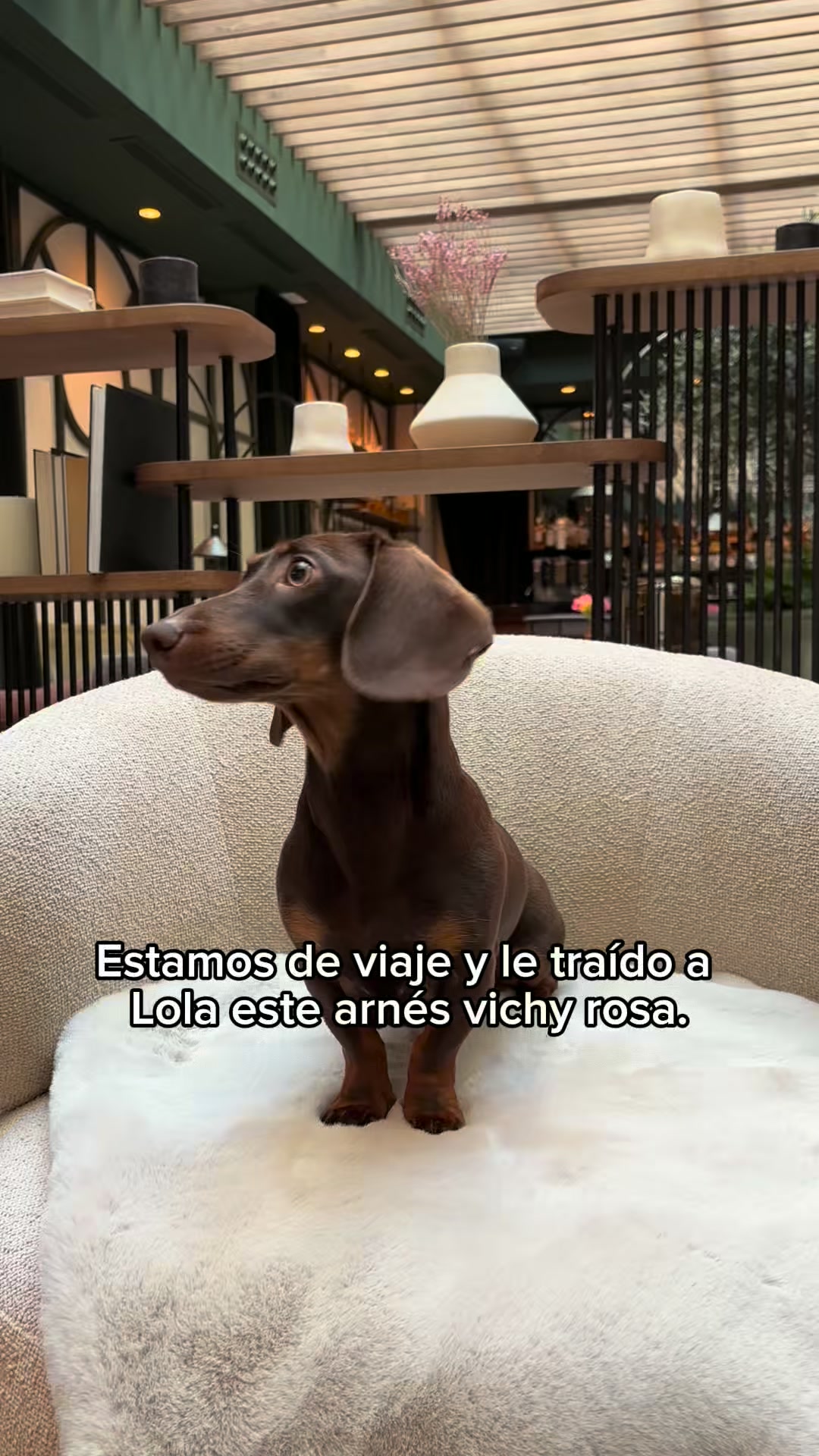 El arnés que buscabas para tu perrita