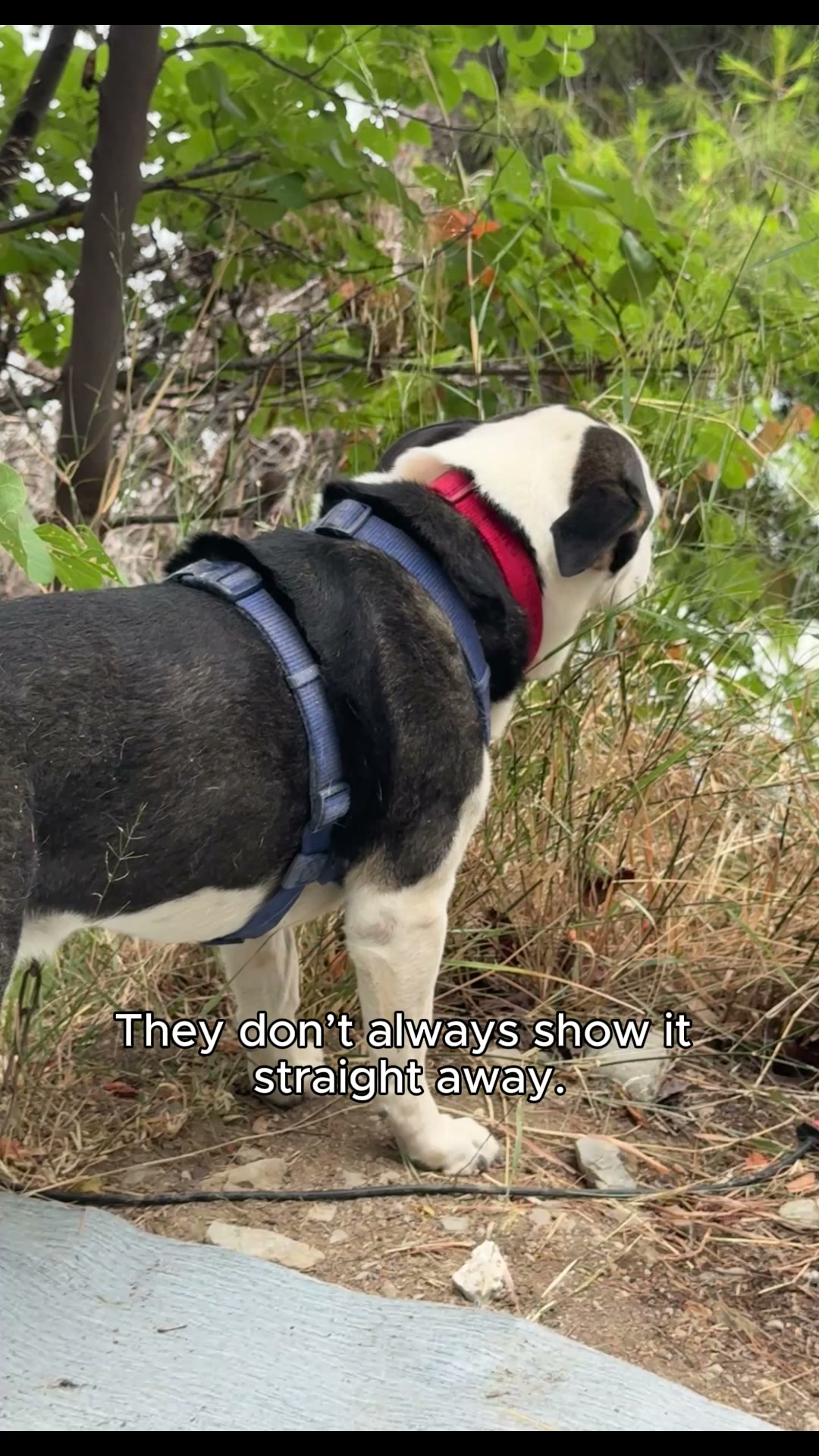 Bonza Belly Dog Supplement