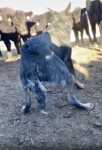Read this if walks don't settle your dog