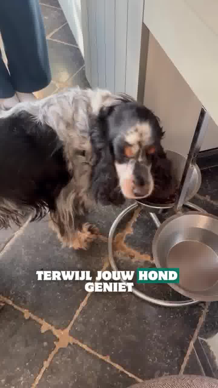 Dit wist je niet over de tanden van je hond