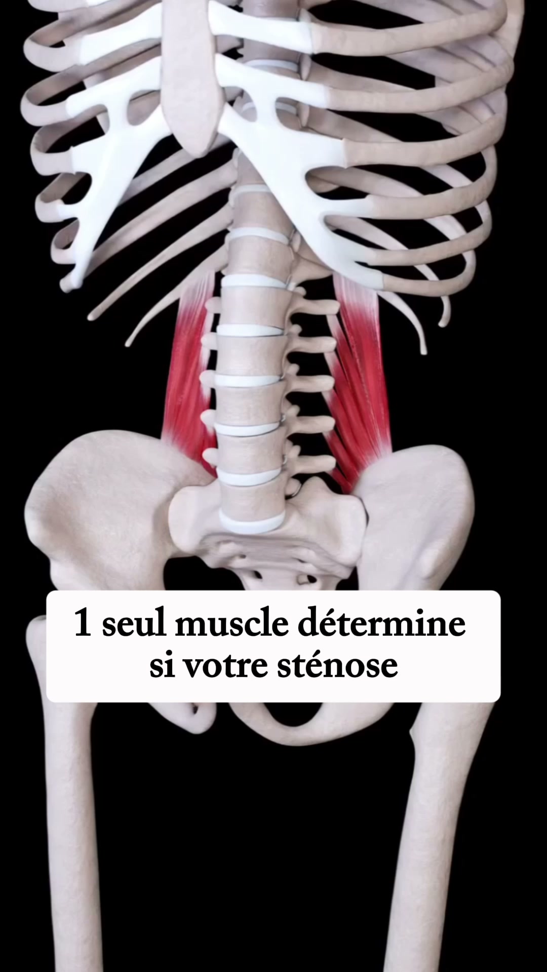 Le muscle qui contrôle votre stabilité : enfin réactivé à domicile